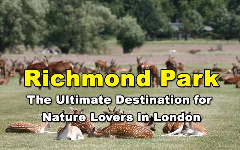 Read more about the article Richmond Park – The Ultimate Destination for Nature Lovers in London